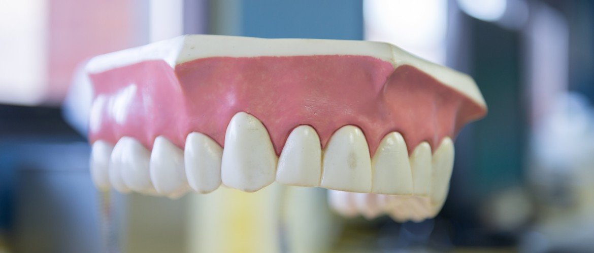 A model of healthy aligned teeth